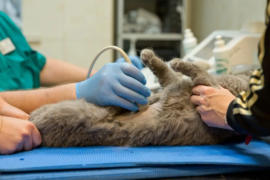 Tama Vets Clinic（タマベッツクリニック） / 犬猫の循環器リサーチ